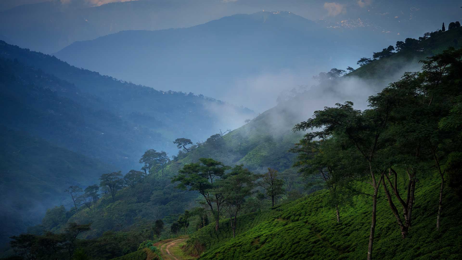 Darjeeling First Flush 2025 - The Tea Centre of Stockholm