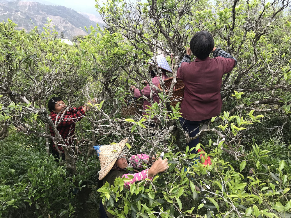 Duck Shit Oolong "Ya Shi Xiang" (鸭屎香)