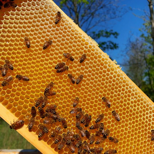 Honung - The Tea Centre of Stockholm
